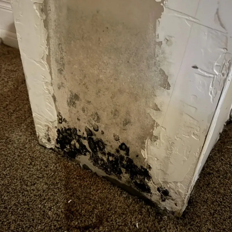 Professional Mold Removal in Plainfield, IL